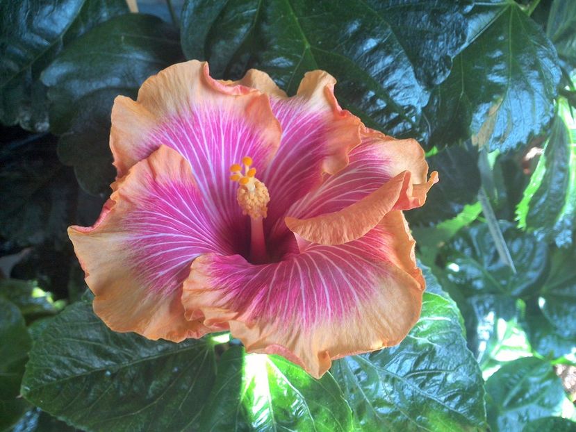 WIN_20170913_113010 (2) - Tahitian Lovely