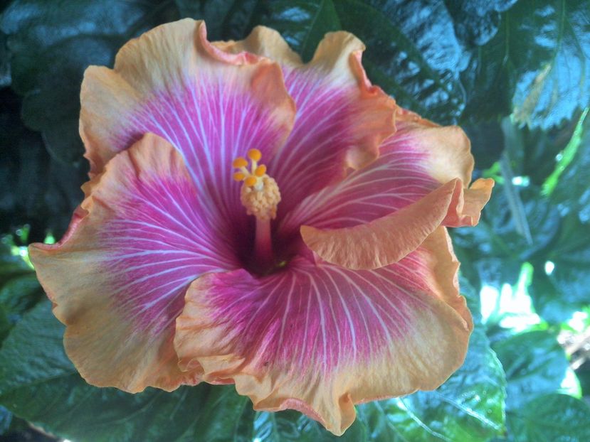 WIN_20170913_113019 (2) - Tahitian Lovely