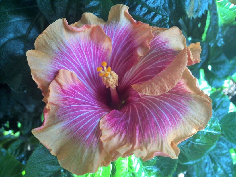 WIN_20170913_113024 (2) - Tahitian Lovely