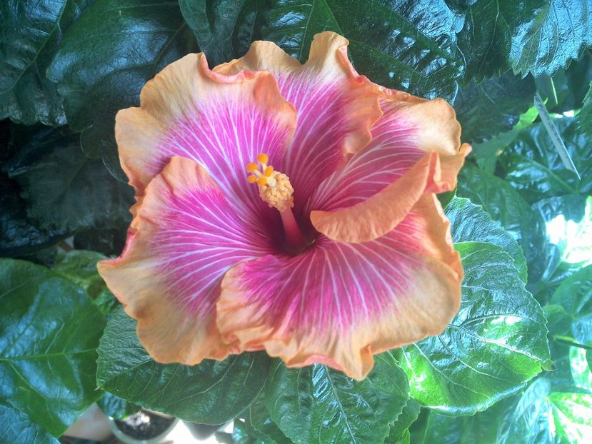 WIN_20170913_113029 (2) - Tahitian Lovely