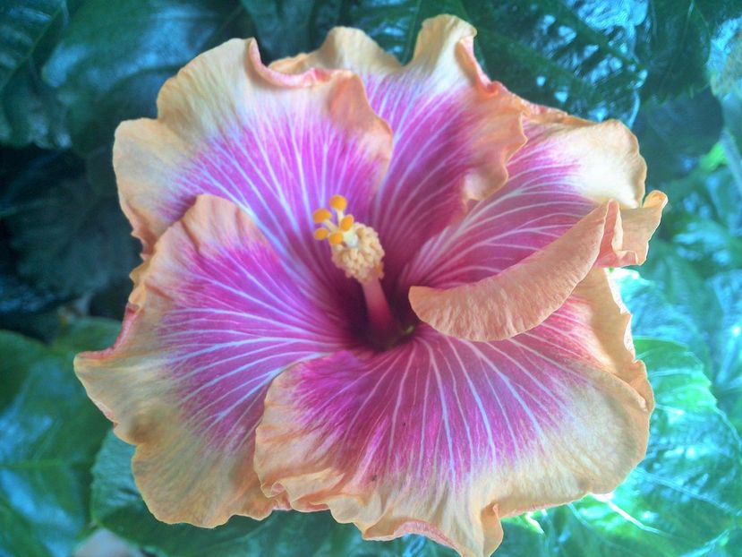 WIN_20170913_113031 (2) - Tahitian Lovely