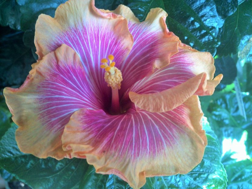 WIN_20170913_113036 (2) - Tahitian Lovely