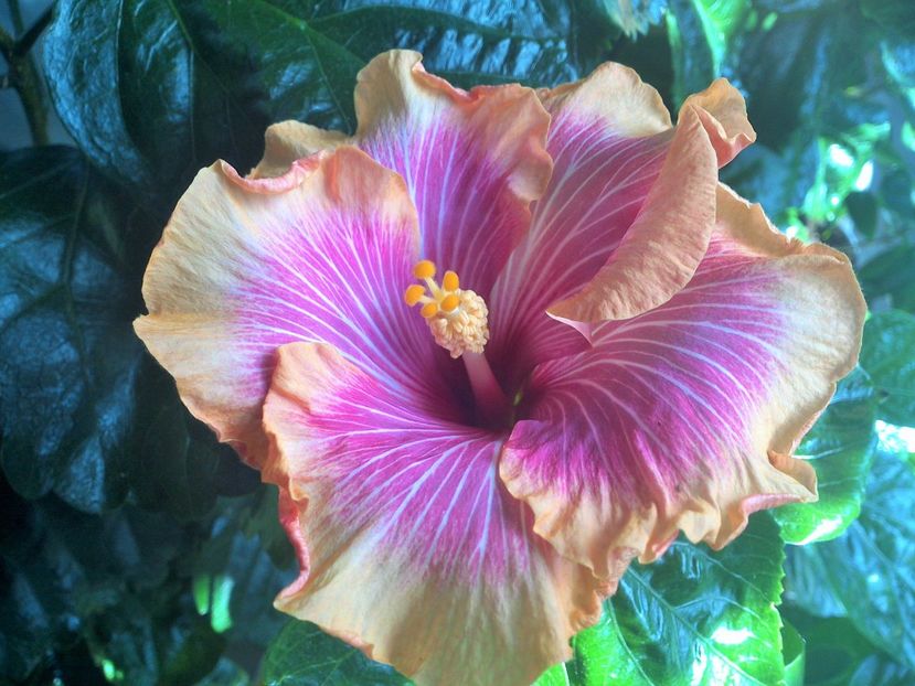 WIN_20170913_113054 (2) - Tahitian Lovely