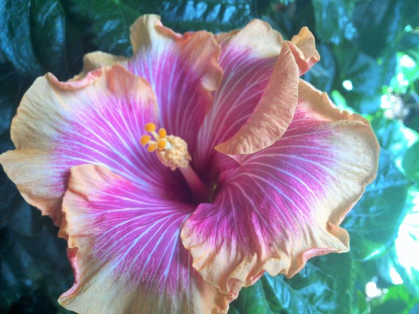 WIN_20170913_113105 (2) - Tahitian Lovely