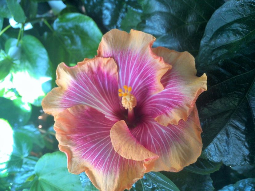 WIN_20170913_113230 (5) - Tahitian Lovely