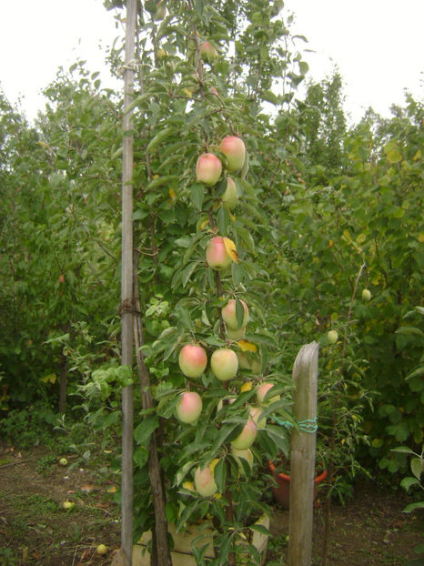 Mar Kandil Sinap 2 - Mar Kandil Sinap