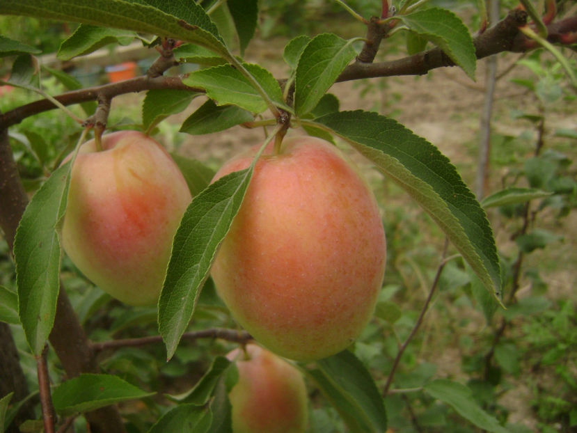 Mar Kandil Sinap 4 - Mar Kandil Sinap