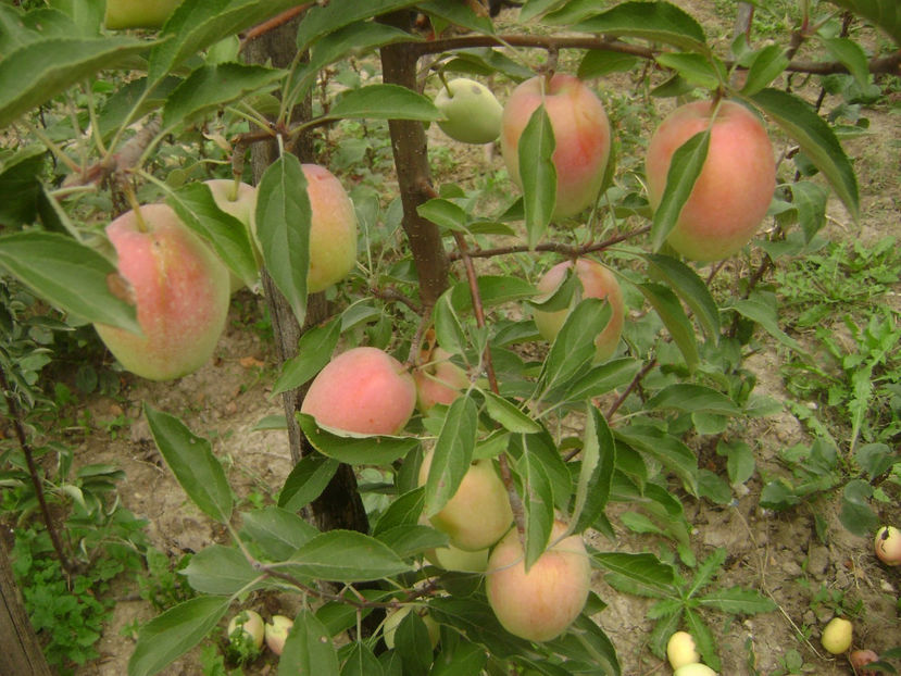 Mar Kandil Sinap 7 - Mar Kandil Sinap