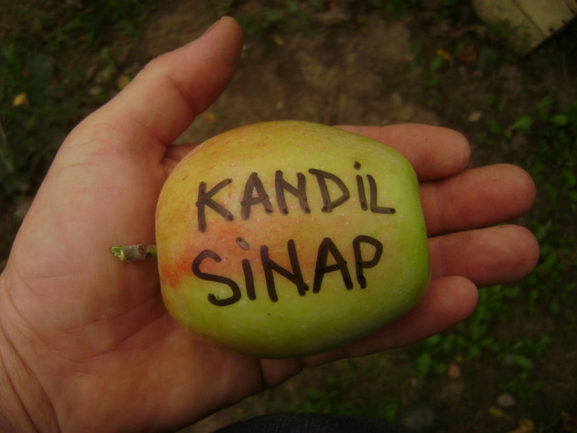 Mar Kandil Sinap 1 - Mar Kandil Sinap