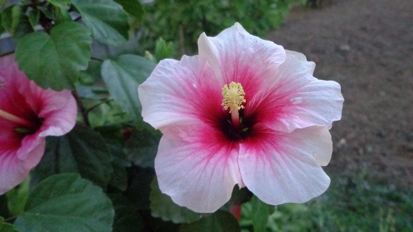  - A-HIBISCUSI 2017