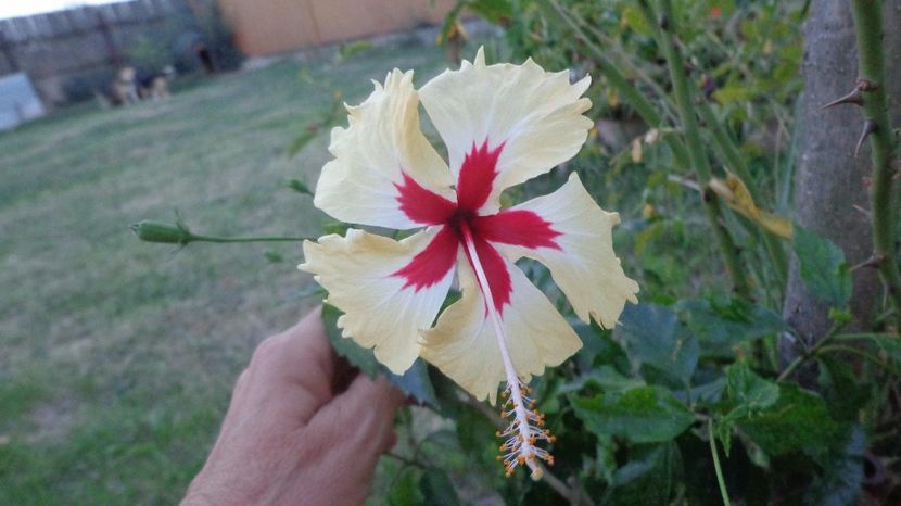  - A-HIBISCUSI 2017