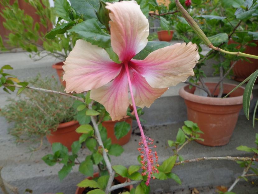  - A-HIBISCUSI 2017