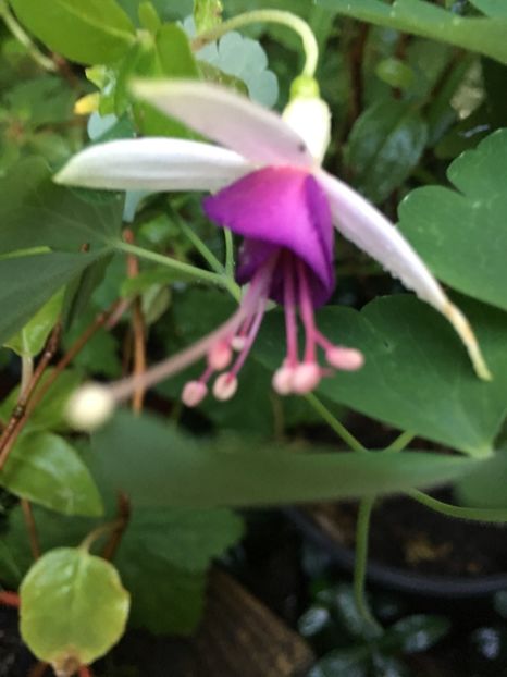 La Campanella - Fucsii