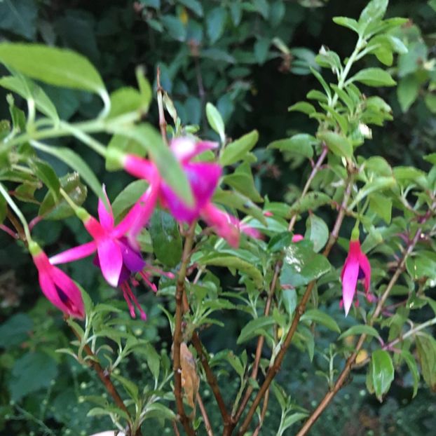 Electric light - Fucsii