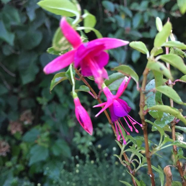 Electiv light - Fucsii