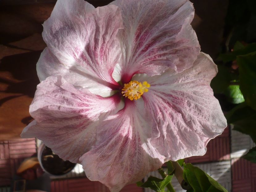 13.09.2017 - HIBISCUSI 2017-4