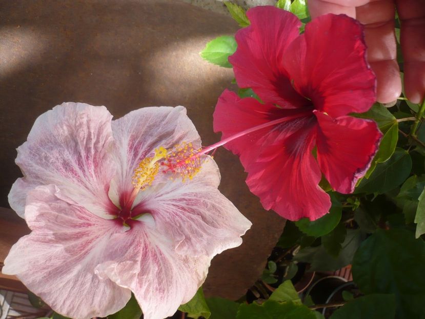 P1340903 - HIBISCUSI 2017-4