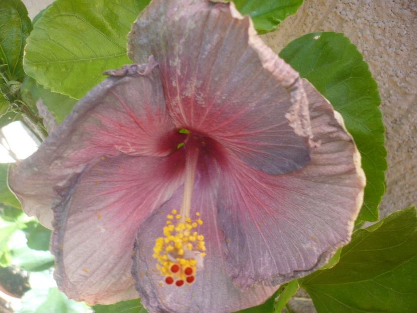 P1340905 - HIBISCUSI 2017-4