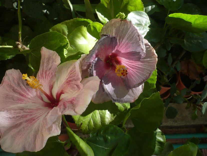 P1340908 - HIBISCUSI 2017-4