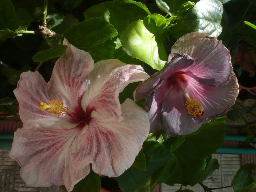 P1340909 - HIBISCUSI 2017-4