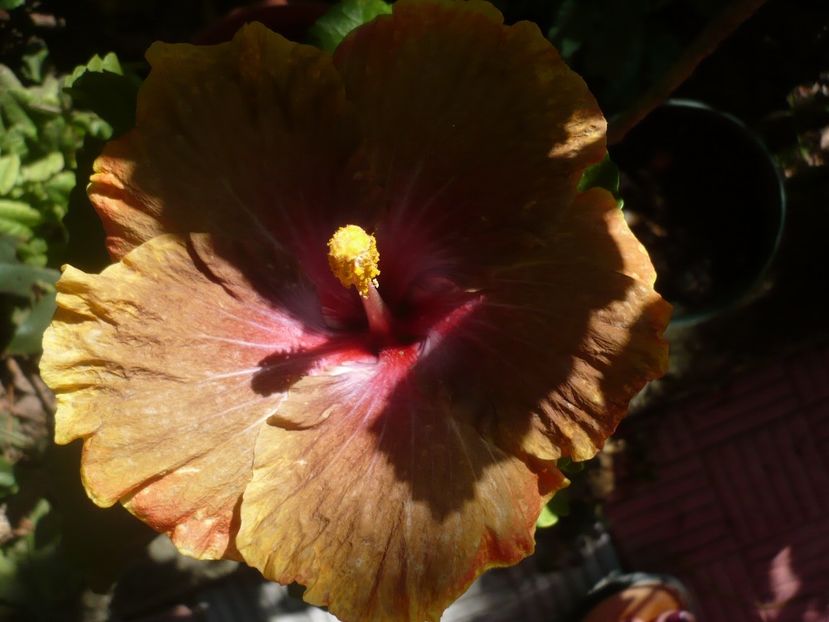 P1340910 - HIBISCUSI 2017-4