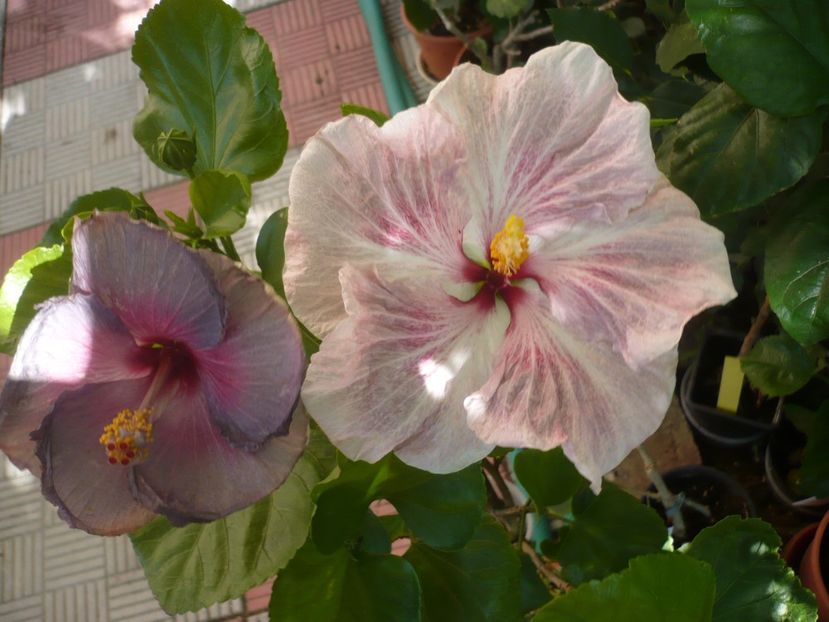 P1340911 - HIBISCUSI 2017-4