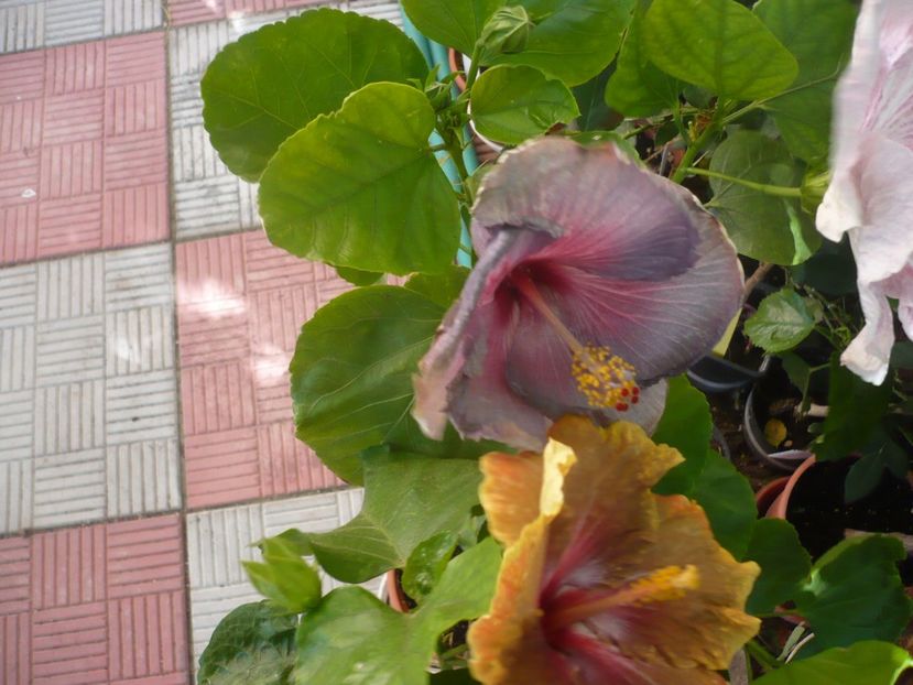 P1340913 - HIBISCUSI 2017-4