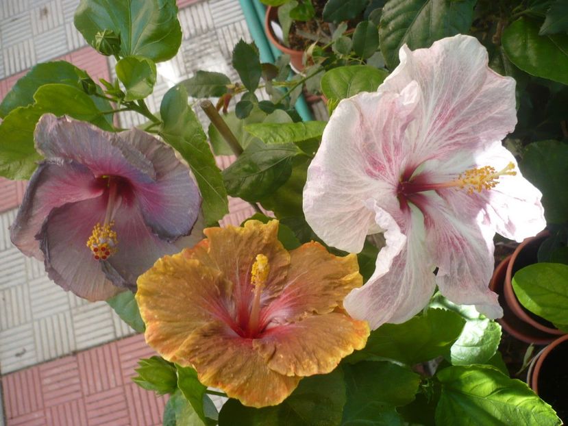 P1340914 - HIBISCUSI 2017-4