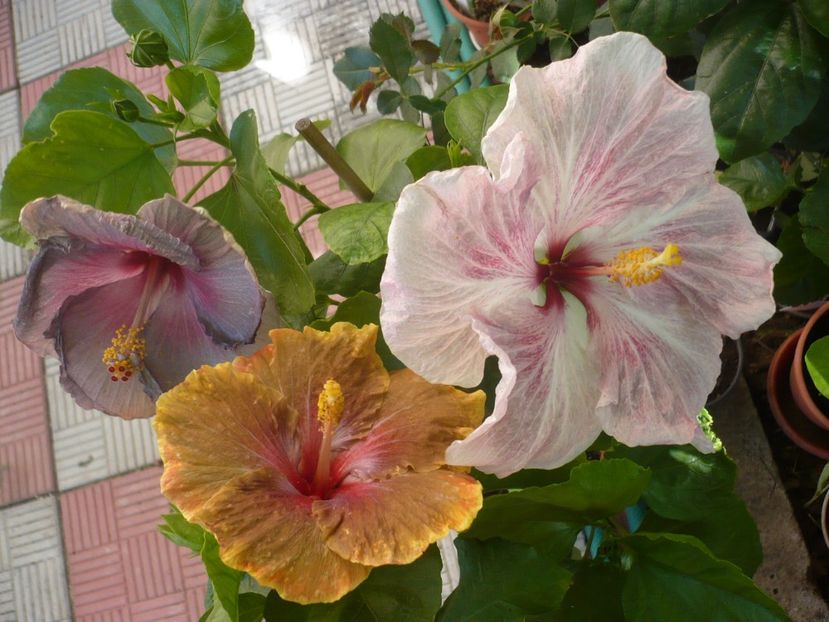 P1340916 - HIBISCUSI 2017-4