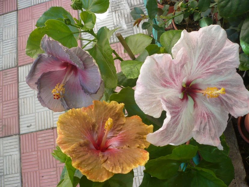 P1340917 - HIBISCUSI 2017-4