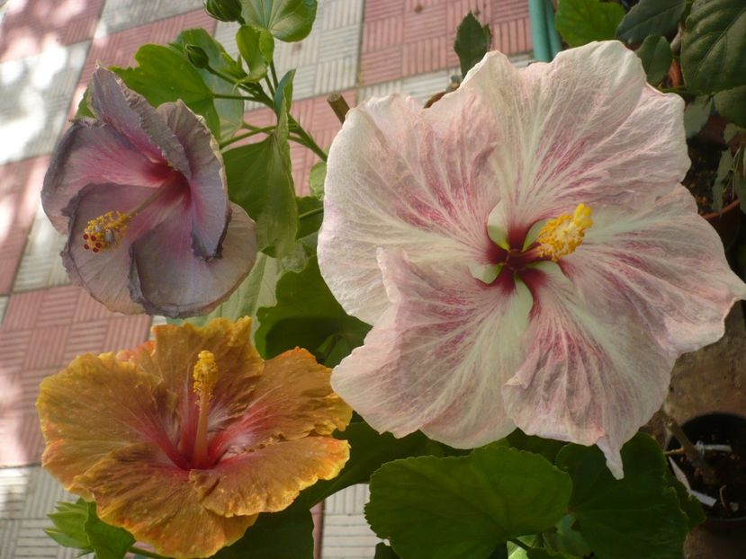 P1340918 - HIBISCUSI 2017-4