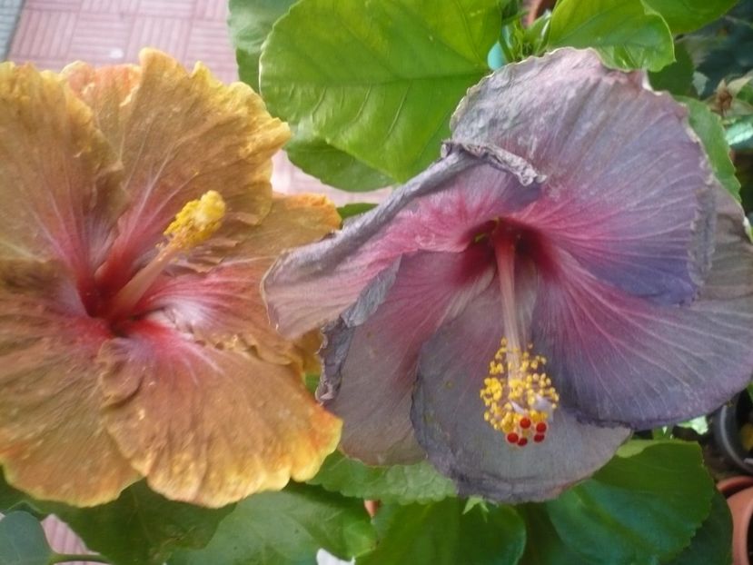 P1340920 - HIBISCUSI 2017-4