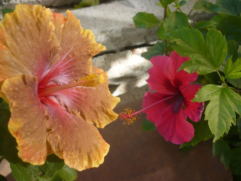 P1340923 - HIBISCUSI 2017-4