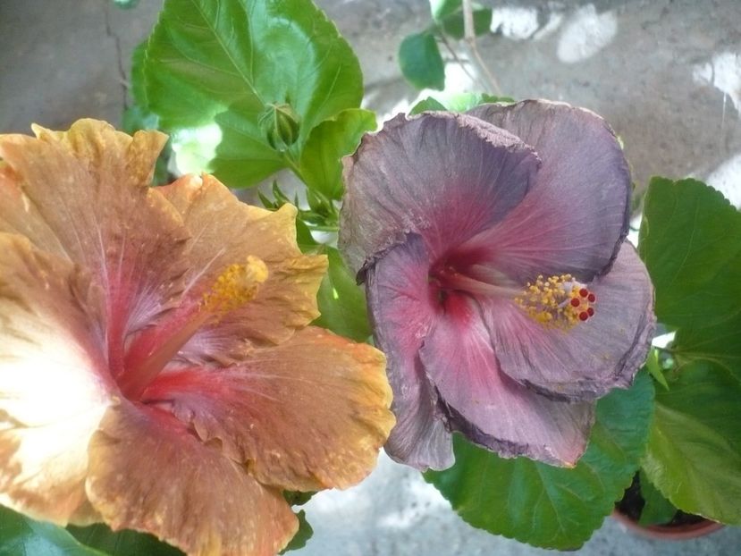 P1340924 - HIBISCUSI 2017-4