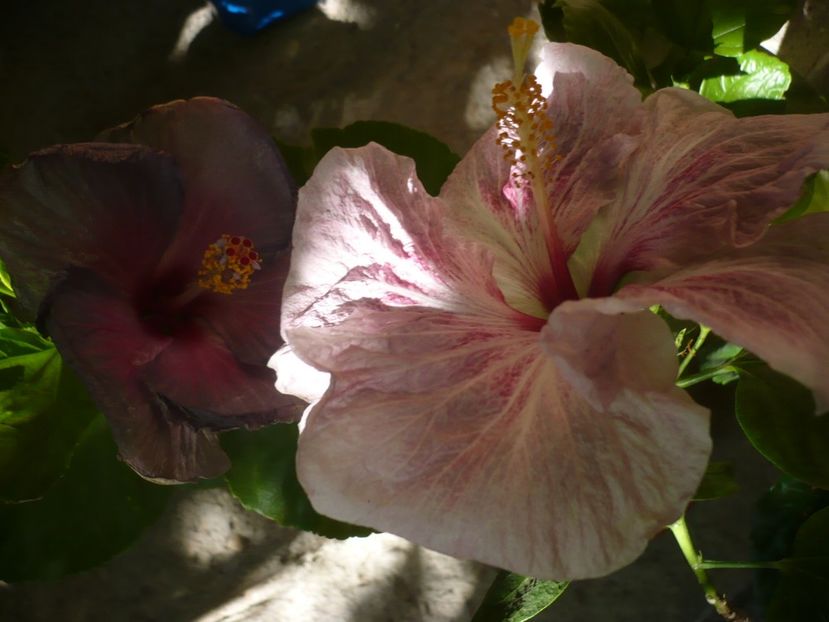 P1340926 - HIBISCUSI 2017-4