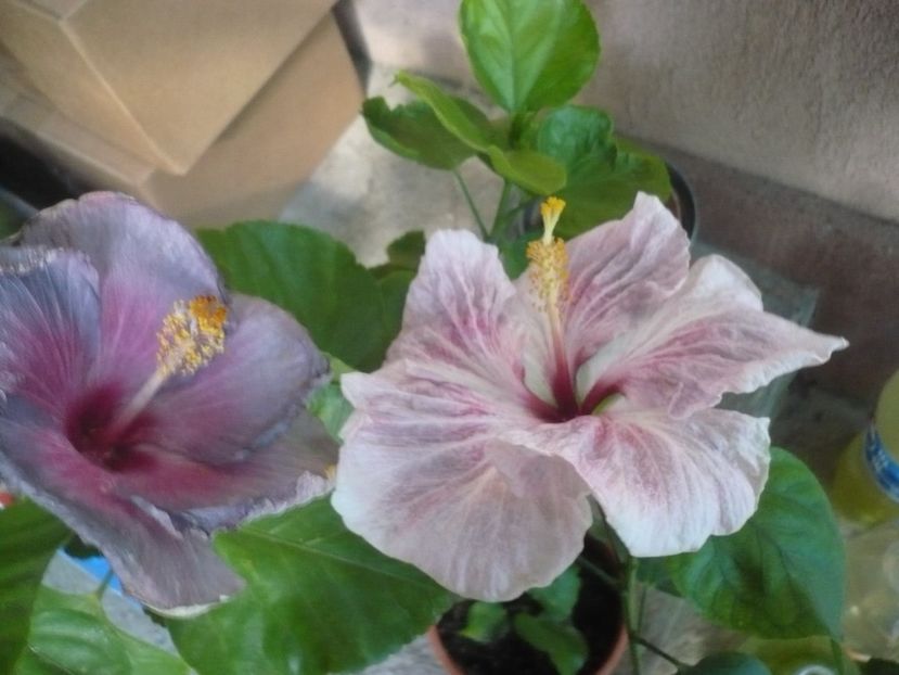 P1340928 - HIBISCUSI 2017-4