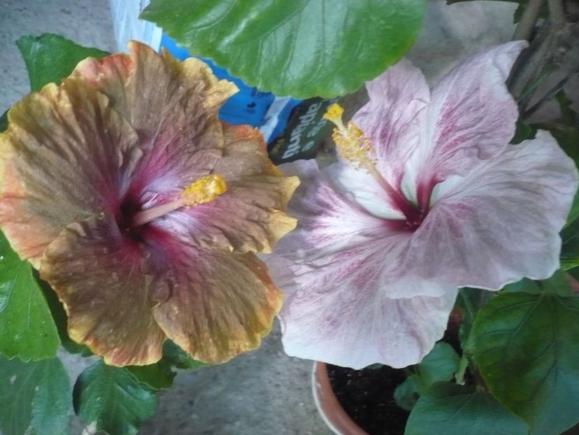 P1340930 - HIBISCUSI 2017-4