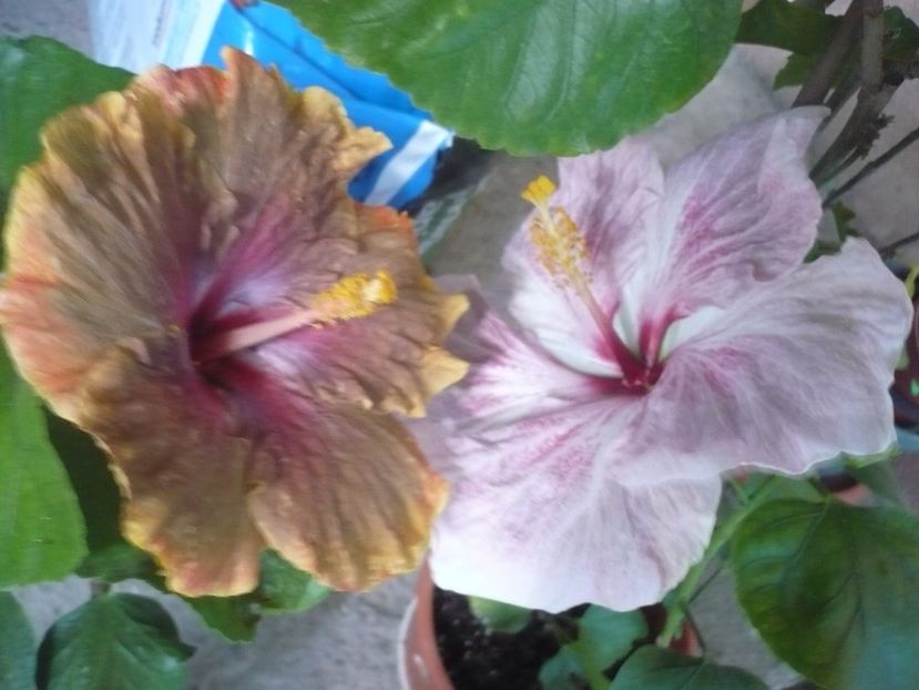 P1340931 - HIBISCUSI 2017-4