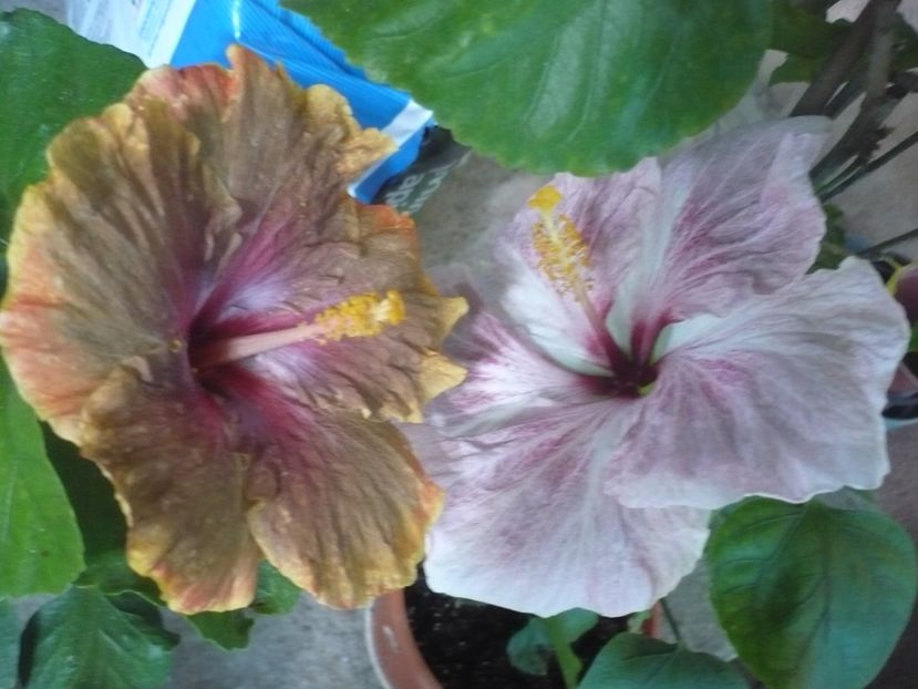 P1340932 - HIBISCUSI 2017-4