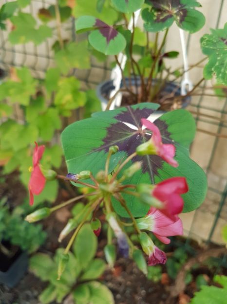  - OXALIS 2017