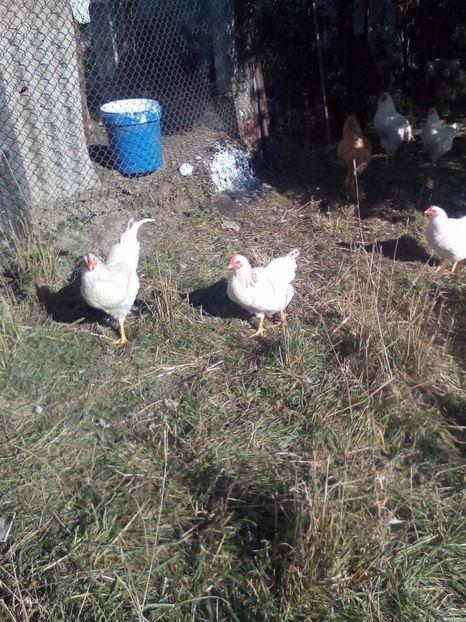  - PASARILE MELE LA IARBA VERDE