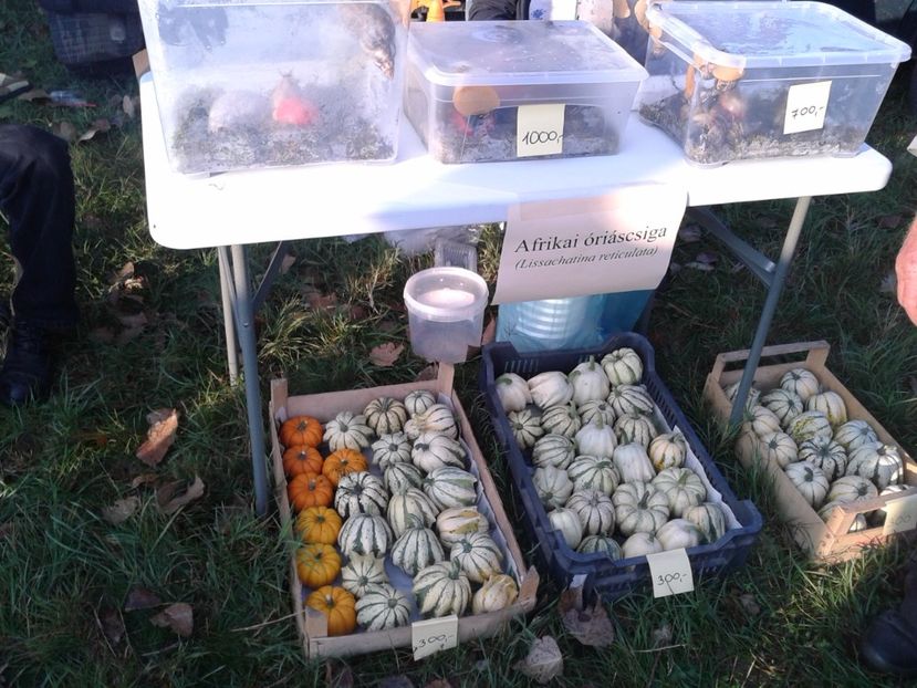 Fotografie0061 - 23---targ monor 10 09 2017