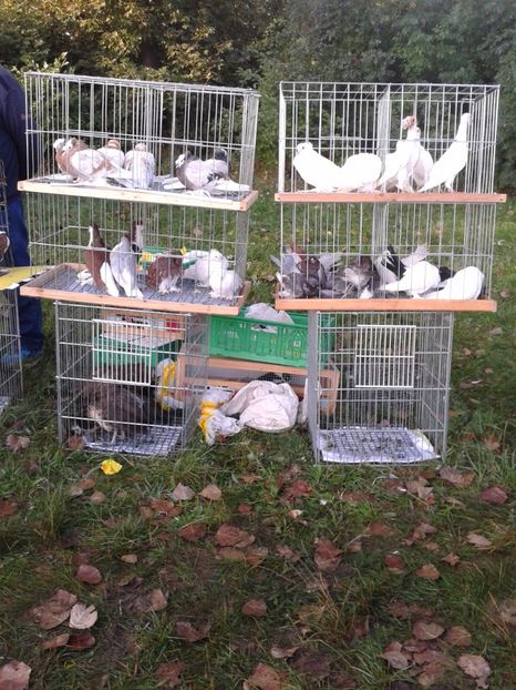 Fotografie0064 - 23---targ monor 10 09 2017