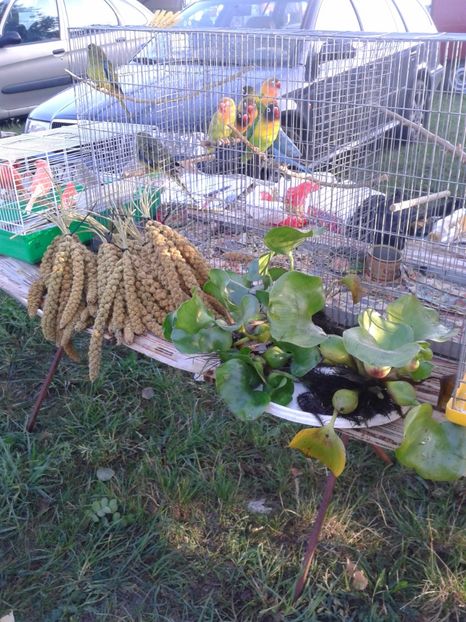 Fotografie0068 - 23---targ monor 10 09 2017