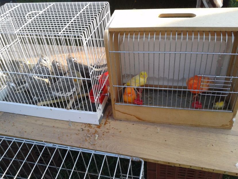 Fotografie0069 - 23---targ monor 10 09 2017