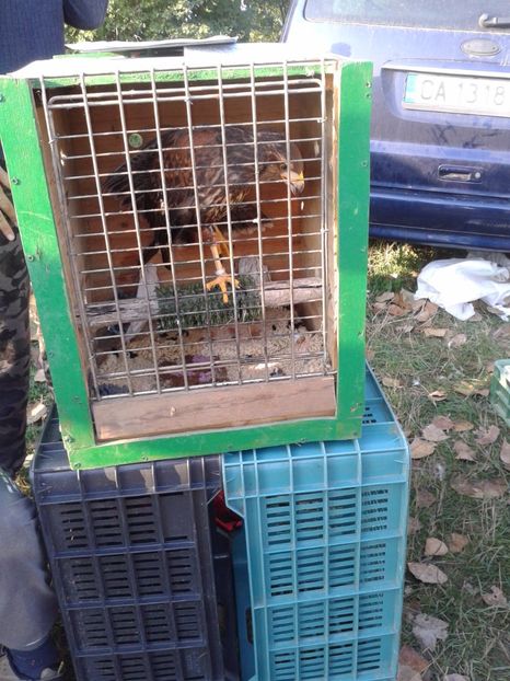 Fotografie0071 - 23---targ monor 10 09 2017