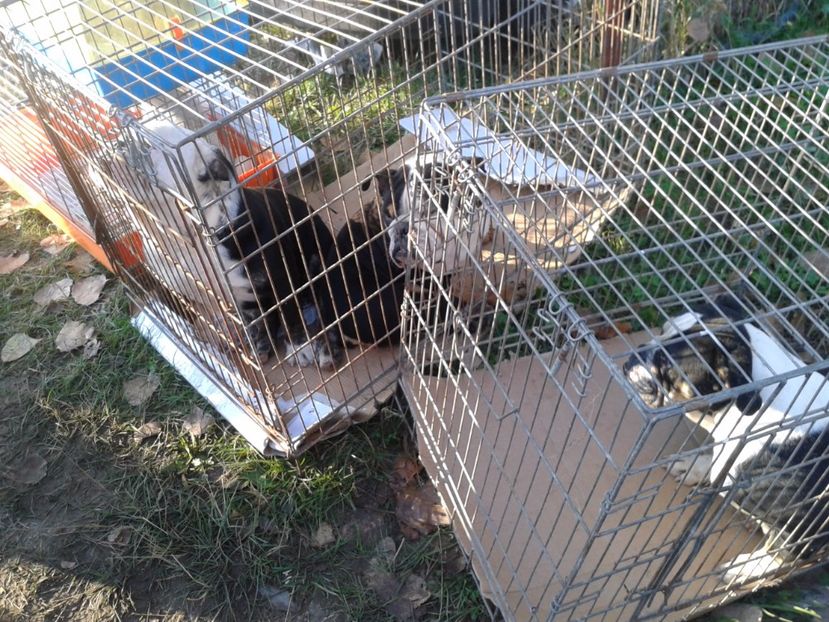 Fotografie0073 - 23---targ monor 10 09 2017