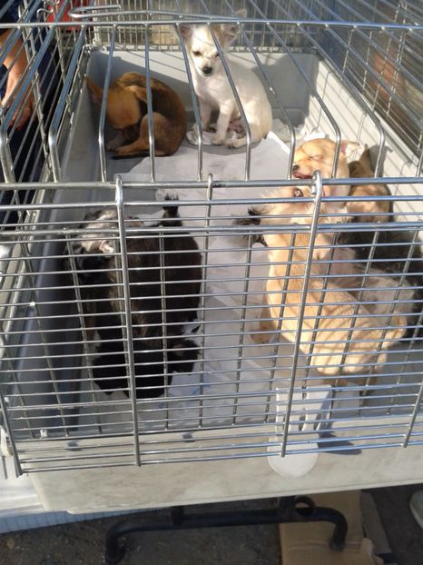 Fotografie0076 - 23---targ monor 10 09 2017