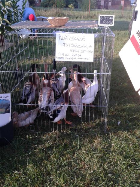 Fotografie0083 - 23---targ monor 10 09 2017