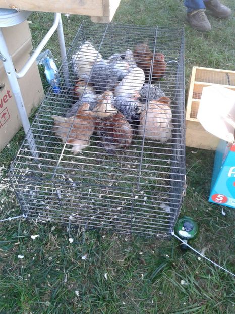 Fotografie0084 - 23---targ monor 10 09 2017